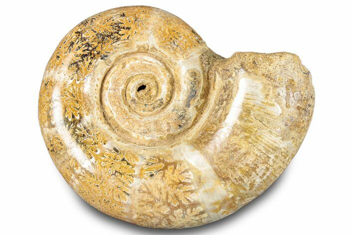 Jurassic Ammonite (Hemilytoceras) Fossil - Madagascar #283457